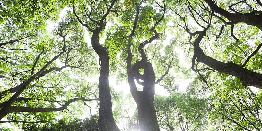 省エネ対応ディーゼル